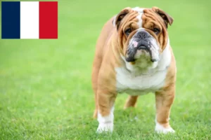 Read more about the article Opdrættere af engelsk bulldog og hvalpe i Frankrig