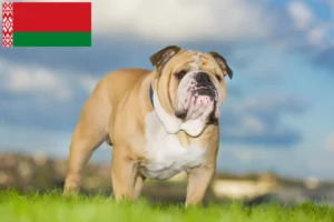 Read more about the article Opdrættere af engelsk bulldog og hvalpe i Hviderusland