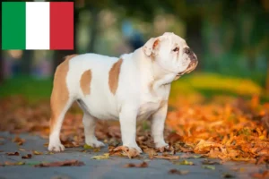 Read more about the article Opdrættere af engelsk bulldog og hvalpe i Italien