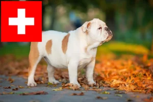 Read more about the article Opdrættere af engelsk bulldog og hvalpe i Schweiz