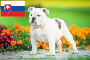 Read more about the article Opdrættere af engelsk bulldog og hvalpe i Slovakiet