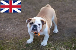 Read more about the article Opdrættere af engelske bulldogs og hvalpe i Storbritannien