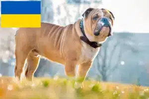 Read more about the article Opdrættere af engelsk bulldog og hvalpe i Ukraine