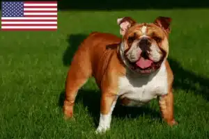 Read more about the article Opdrættere af engelsk bulldog og hvalpe i USA