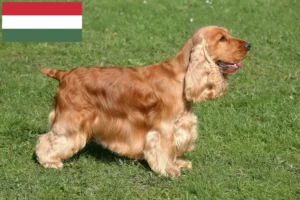 Read more about the article Engelsk Cocker Spaniel opdrættere og hvalpe i Ungarn