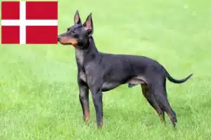 Read more about the article Engelsk Toy Terrier opdrættere og hvalpe i Danmark