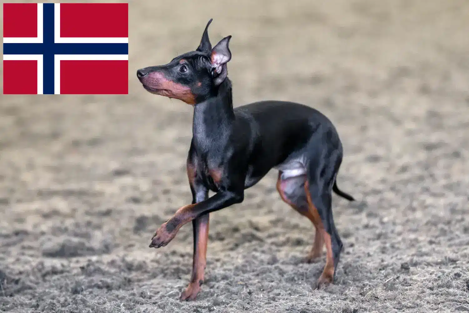 Read more about the article Engelsk Toy Terrier opdrættere og hvalpe i Norge