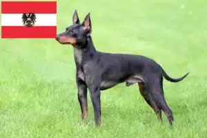Read more about the article Engelsk Toy Terrier opdrættere og hvalpe i Østrig