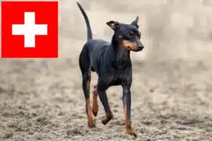 Read more about the article Engelsk Toy Terrier opdrættere og hvalpe i Schweiz