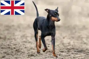 Read more about the article Engelsk Toy Terrier opdrættere og hvalpe i Storbritannien