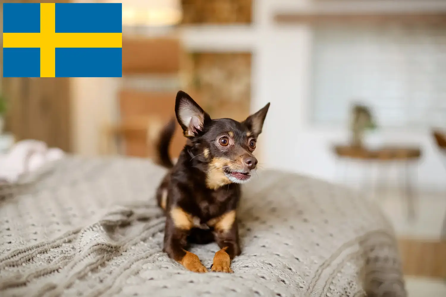 Read more about the article Engelsk Toy Terrier opdrættere og hvalpe i Sverige