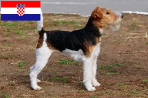 Read more about the article Fox terrier opdrættere og hvalpe i Kroatien