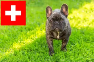 Read more about the article Opdrættere af franske bulldogs og hvalpe i Schweiz