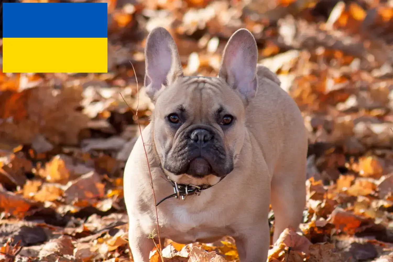 Read more about the article Fransk bulldog opdrættere og hvalpe i Ukraine