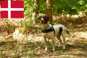 Read more about the article Gammel Dansk Spidshund Opdrætter og Hvalpe i Danmark