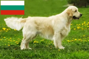 Read more about the article Golden Retriever-opdrættere og hvalpe i Bulgarien