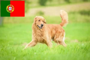 Read more about the article Golden Retriever-opdrættere og hvalpe i Portugal