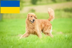 Read more about the article Golden Retriever-opdrættere og hvalpe i Ukraine