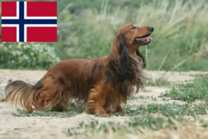 Read more about the article Gravhundeopdrættere og hvalpe i Norge