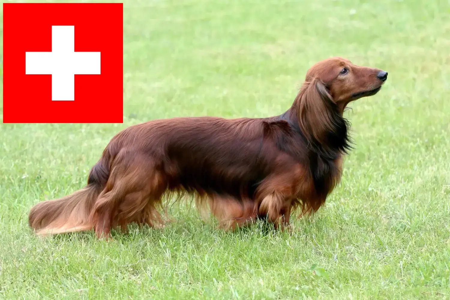 Read more about the article Gravhundeopdrættere og hvalpe i Schweiz