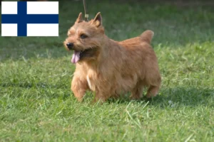 Read more about the article Irish Glen of Imaal Terrier opdrættere og hvalpe i Finland