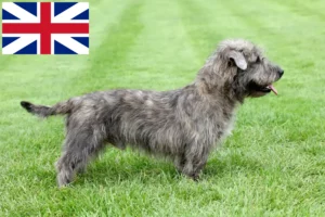 Read more about the article Irish Glen of Imaal Terrier Opdrættere og hvalpe i Storbritannien