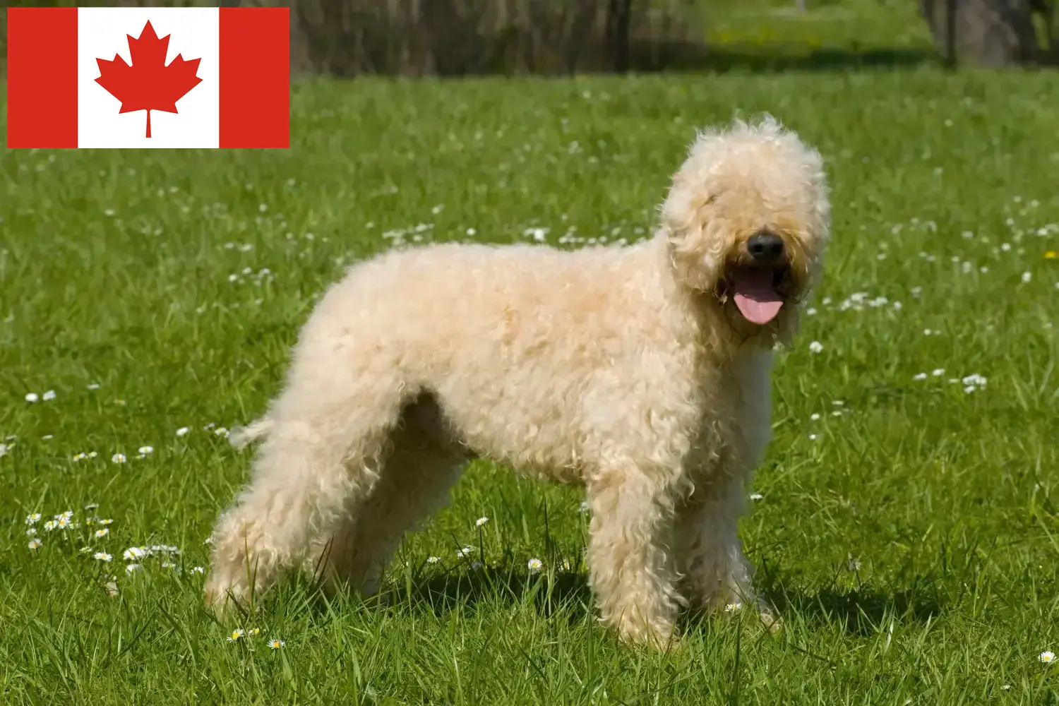 Read more about the article Irish Soft Coated Wheaten Terrier opdrættere og hvalpe i Canada