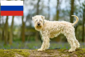 Read more about the article Irske Soft Coated Wheaten Terrier opdrættere og hvalpe i Rusland