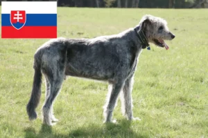 Read more about the article Irsk ulvehundeopdrættere og hvalpe i Slovakiet