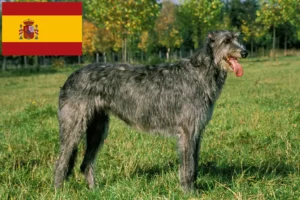 Read more about the article Irsk ulvehundeopdrættere og hvalpe i Spanien