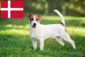 Read more about the article Jack Russell-opdrættere og hvalpe i Danmark