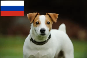 Read more about the article Jack Russell-opdrættere og hvalpe i Rusland