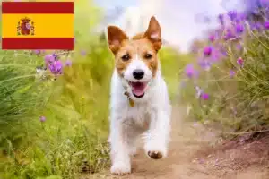 Read more about the article Jack Russell-opdrættere og hvalpe i Spanien