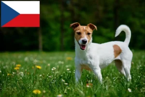 Read more about the article Jack Russell-opdrættere og hvalpe i Tjekkiet