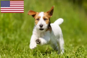 Read more about the article Jack Russell-opdrættere og hvalpe i USA