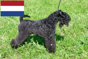 Read more about the article Kerry Blue Terrier opdrættere og hvalpe i Holland