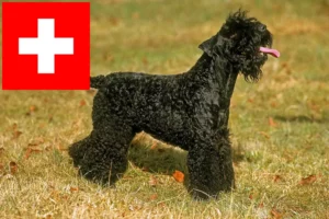 Read more about the article Kerry Blue Terrier opdrættere og hvalpe i Schweiz