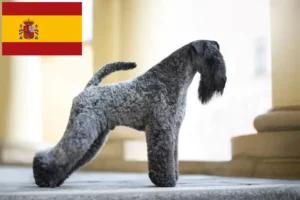 Read more about the article Kerry Blue Terrier opdrættere og hvalpe i Spanien