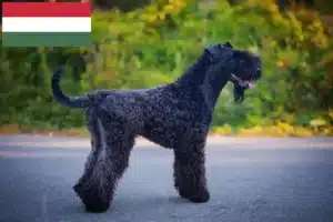 Read more about the article Kerry Blue Terrier opdrættere og hvalpe i Ungarn