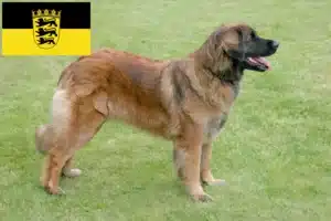 Read more about the article Leonberger opdrættere og hvalpe i Baden-Württemberg