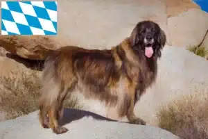 Read more about the article Leonberger-opdrættere og hvalpe i Bayern