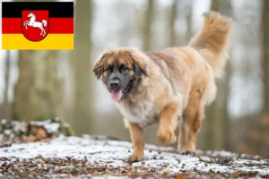 Read more about the article Leonberger-opdrættere og hvalpe i Niedersachsen