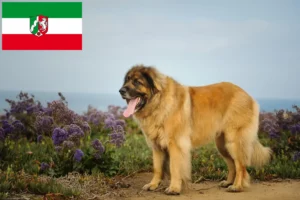 Read more about the article Leonberger opdrættere og hvalpe i Nordrhein-Westfalen