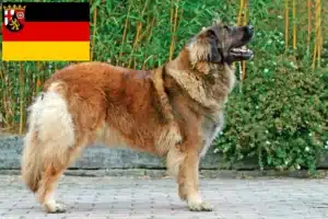 Read more about the article Leonberger opdrættere og hvalpe i Rheinland-Pfalz