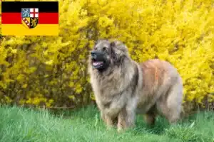 Read more about the article Leonberger opdrættere og hvalpe i Saarland