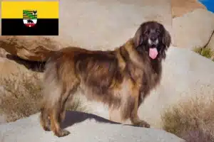 Read more about the article Leonberger opdrættere og hvalpe i Sachsen-Anhalt