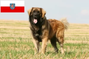 Read more about the article Leonberger opdrættere og hvalpe i Thüringen