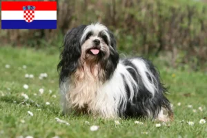 Read more about the article Lhasa Apso-opdrættere og hvalpe i Kroatien