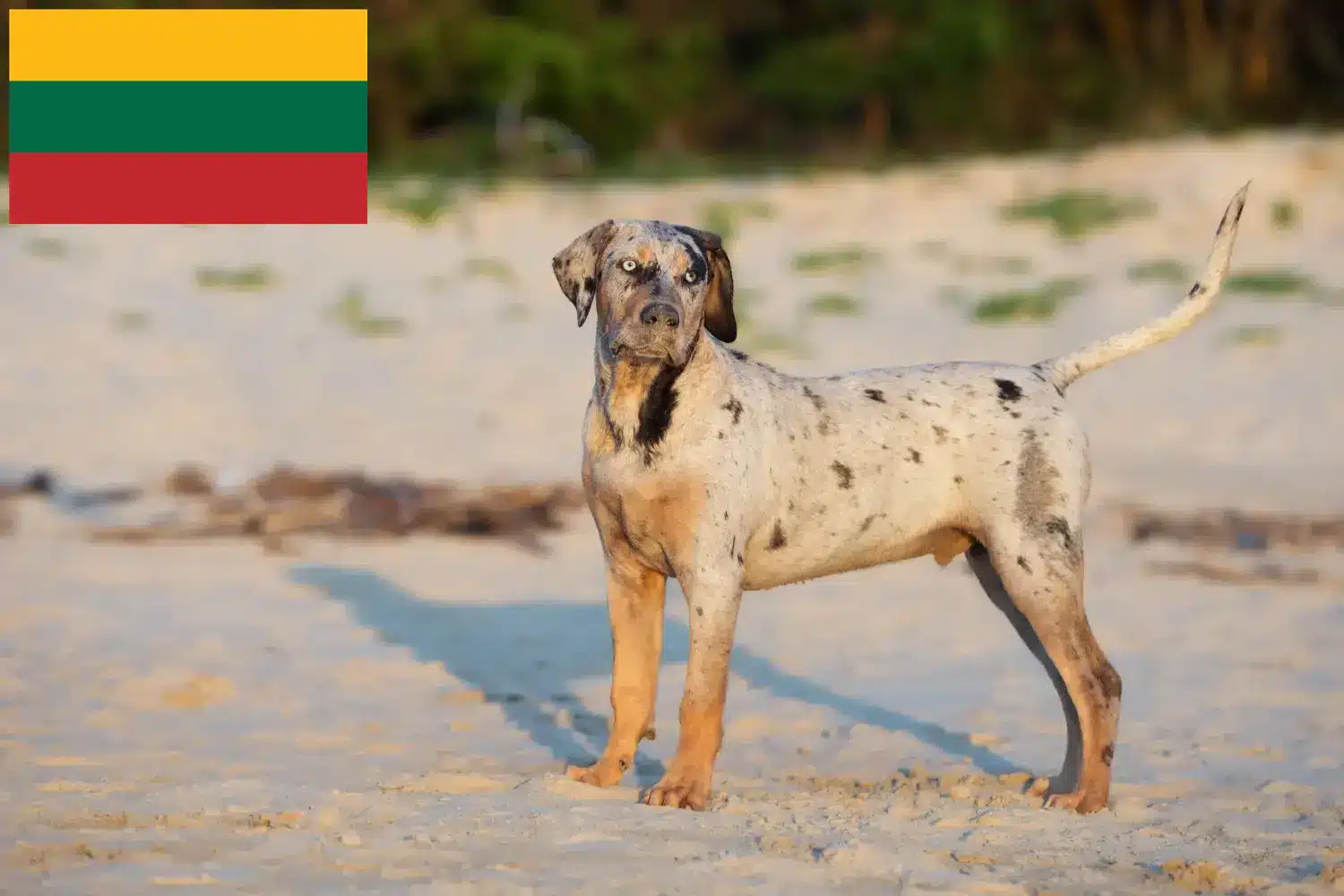 Read more about the article Louisiana Catahoula Leopard hundeopdrætter og hvalpe i Litauen