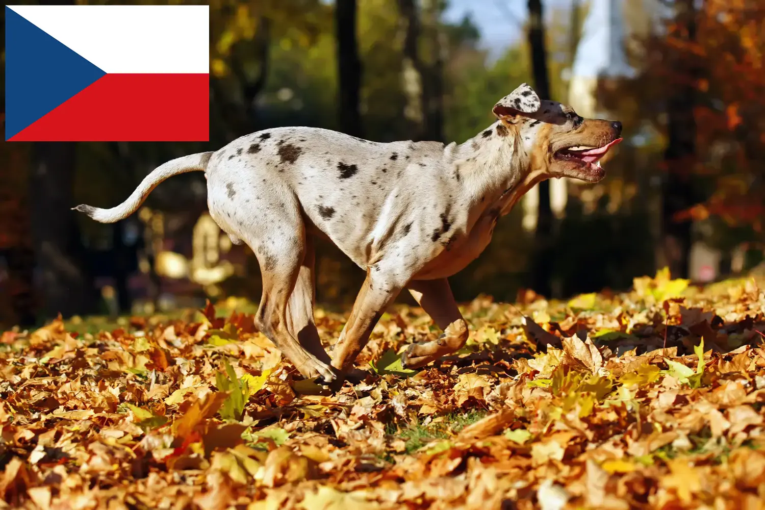 Read more about the article Louisiana Catahoula Leopard hundeopdrætter og hvalpe i Tjekkiet